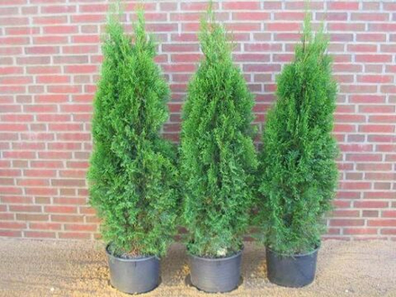 Туя западная Колумна Т60 140-160