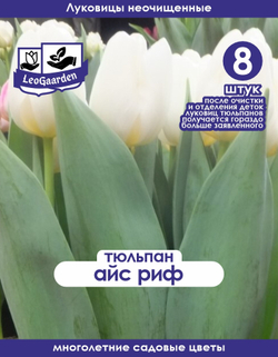 Тюльпан Луковица, Айс Риф, 8+шт