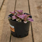 Живучка "Burgundy Glow"