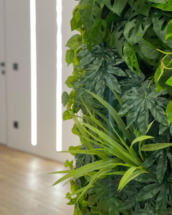 Фатсия куст 45 СМ