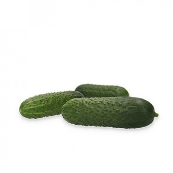 Илонара F1 семена огурца партенокарпич. (Rijk Zwaan / Райк Цваан) продукт – фото 4