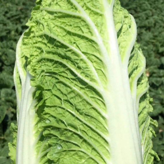 ПРЕДУРО F1 семена капусты пекинской Takii описание