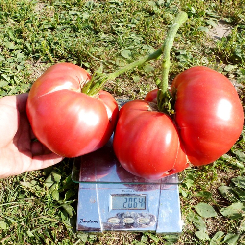 Помидоры Казанский Местный