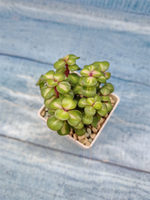 Portulacaria Afra Mediopicta (Портулакария)