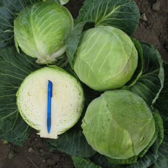 Кастелло F1 семена капусты белокочанной (Hazera / Хазера)