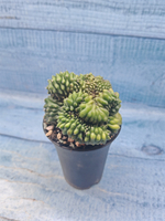Gymnocalycium Spineless Crested form (Гимнокалициум Кристатный)