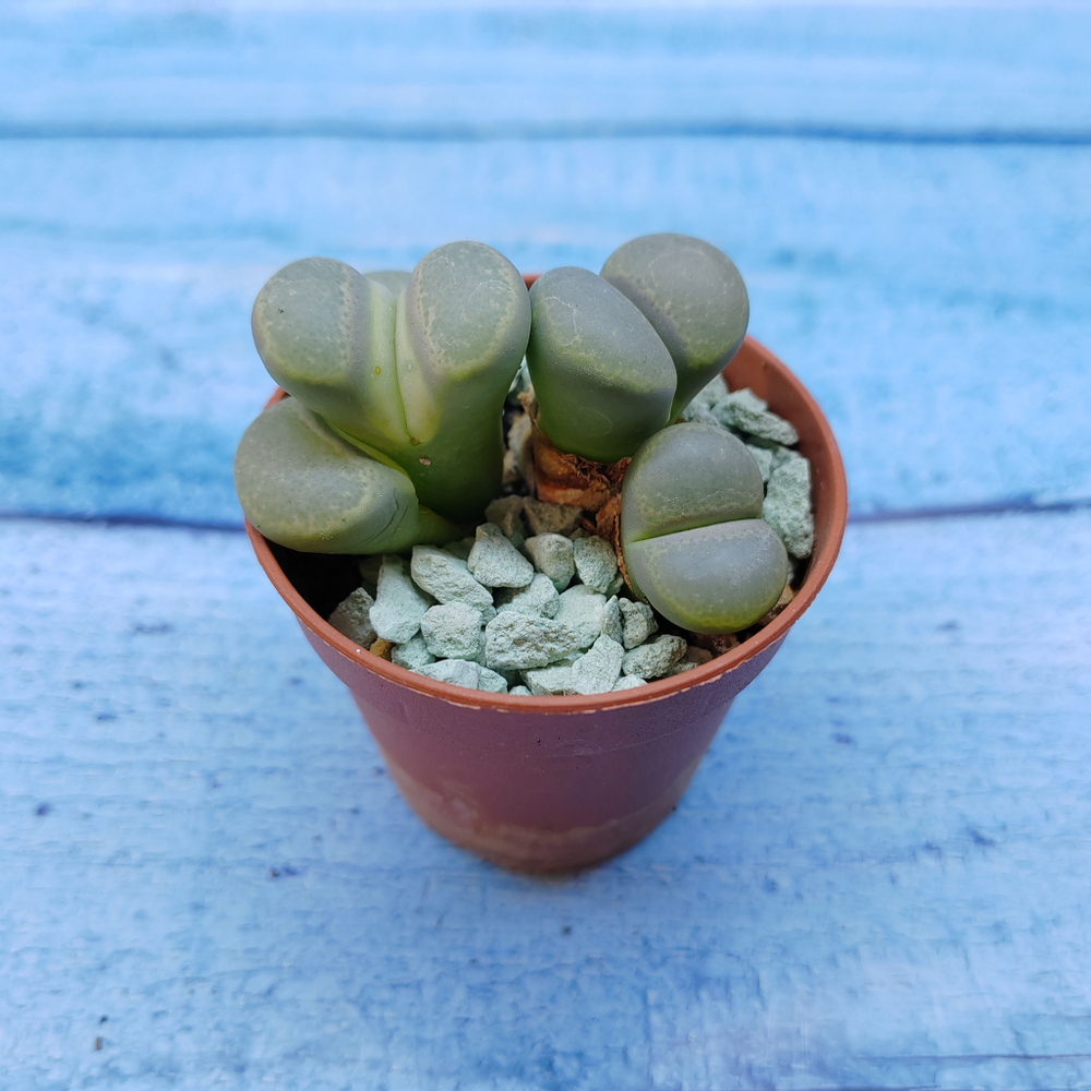 Lithops sp. (Литопсы)