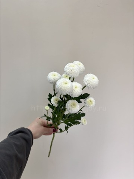 Хризантема кустовая Ньютон