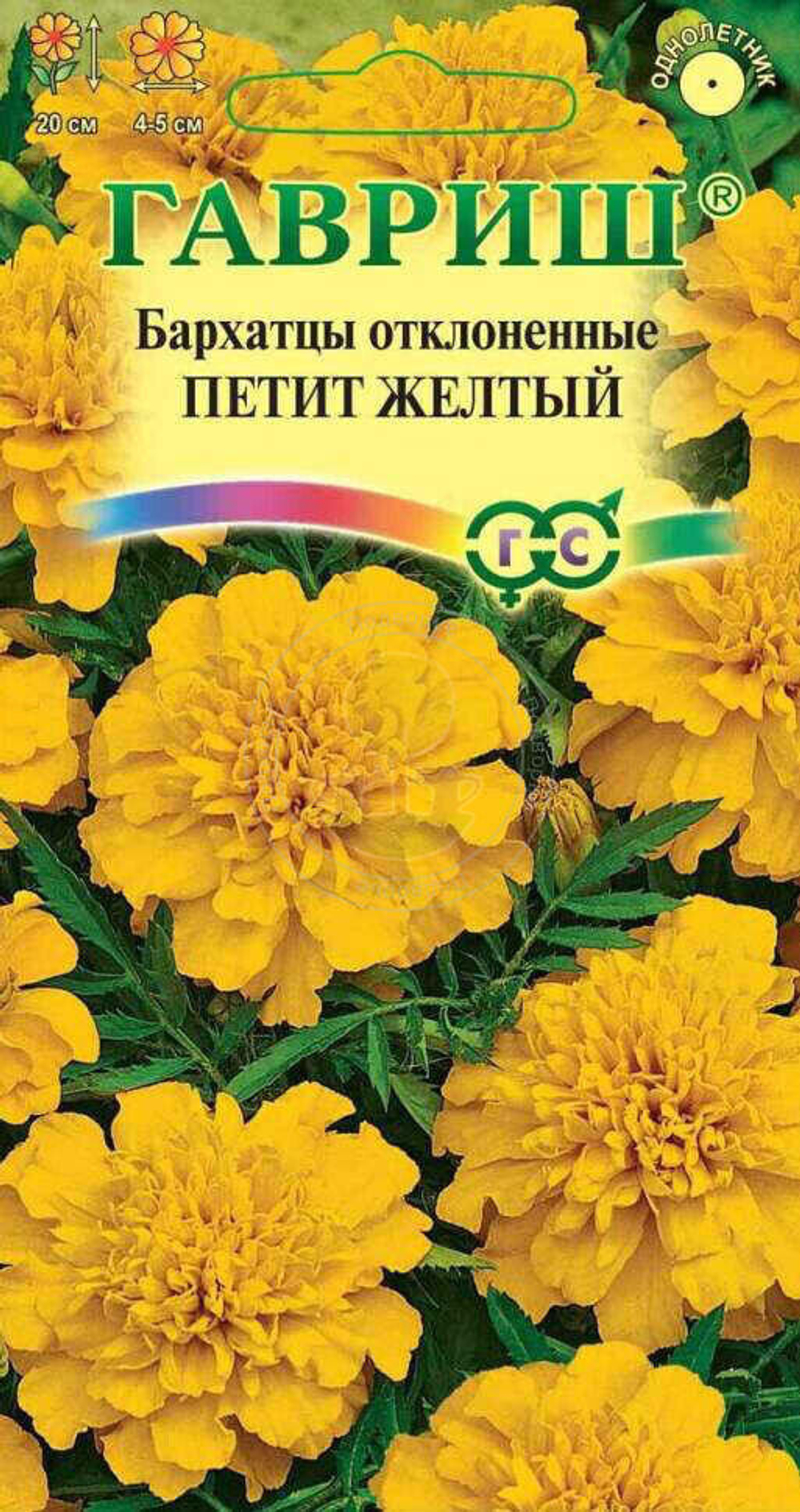 петит