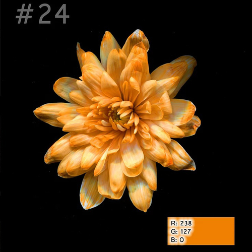 Краска для окрашивания живых цветов, Бриллиантовый оранж