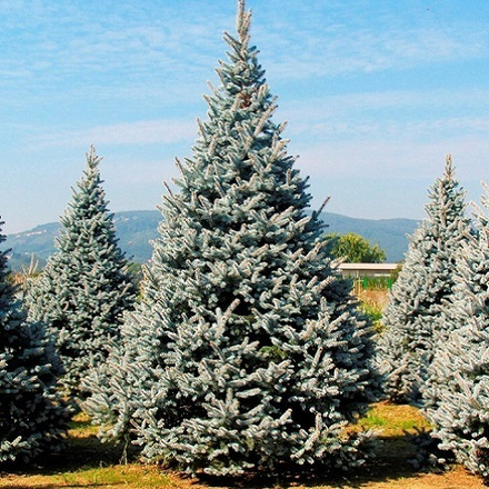 Ель колючая Хупси