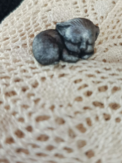 Брошь Спящий котенок черный авторская из полимерной глины ручной работы