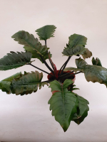 Филодендрон (MIX)