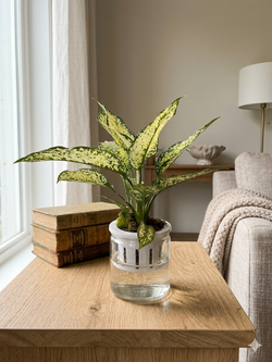 Аглаонема Jadeite д.11 горшок с автополивом