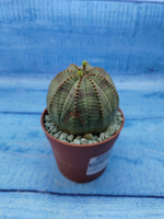 Euphorbia Obesa (Эуфорбия)