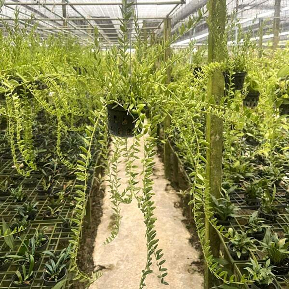 Хойя ENGLERIANA BELLA