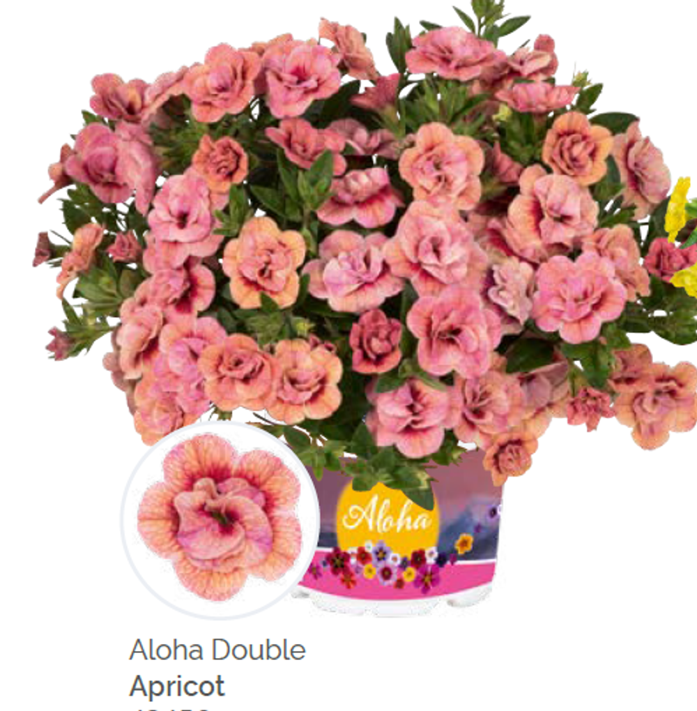 Калибрахоа Aloha double apricot укорененный черенок ОКС конец ноября