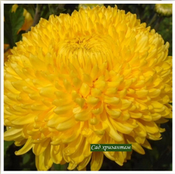 Хризантема одноголовая Creamish gold ☘ о.64 (Временно нет в наличии)