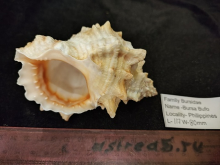 Бурса Буфо лисcоcтома 115-125 мм