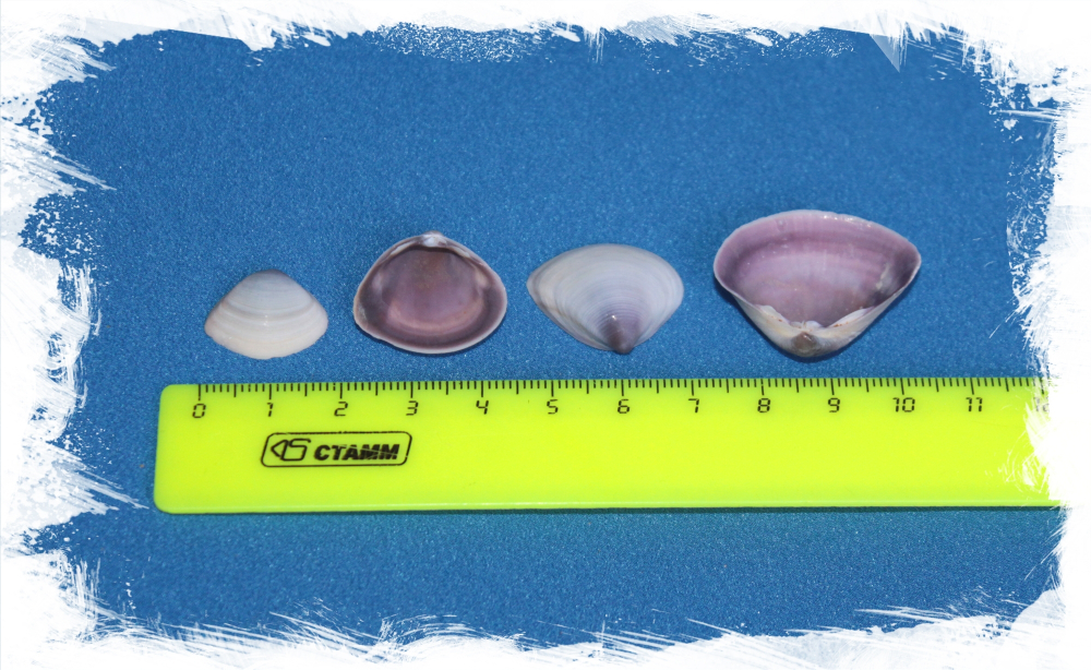 Макра Грандис