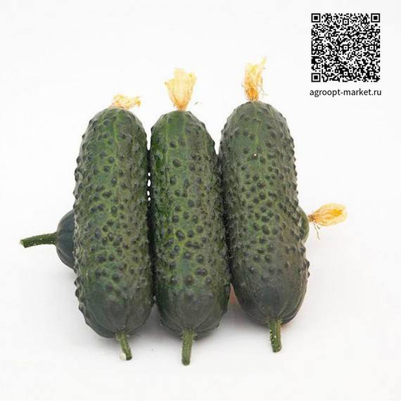 Альфард F1 семена огурца партенокарпического (Гавриш) – фото 4