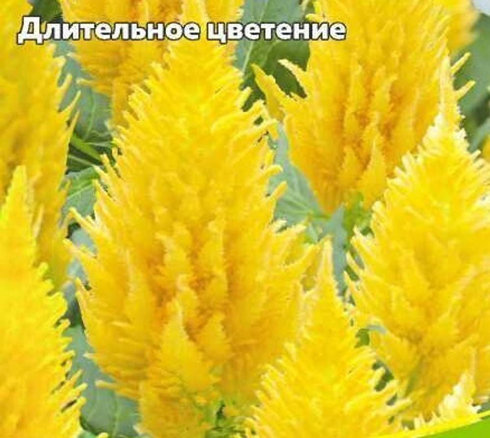Целозия перистая Золотой шлейф (са)