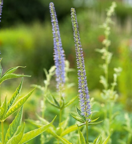 Вероникаструм виргинский "Apollo". Veronicastrum virginicum "Apollo".