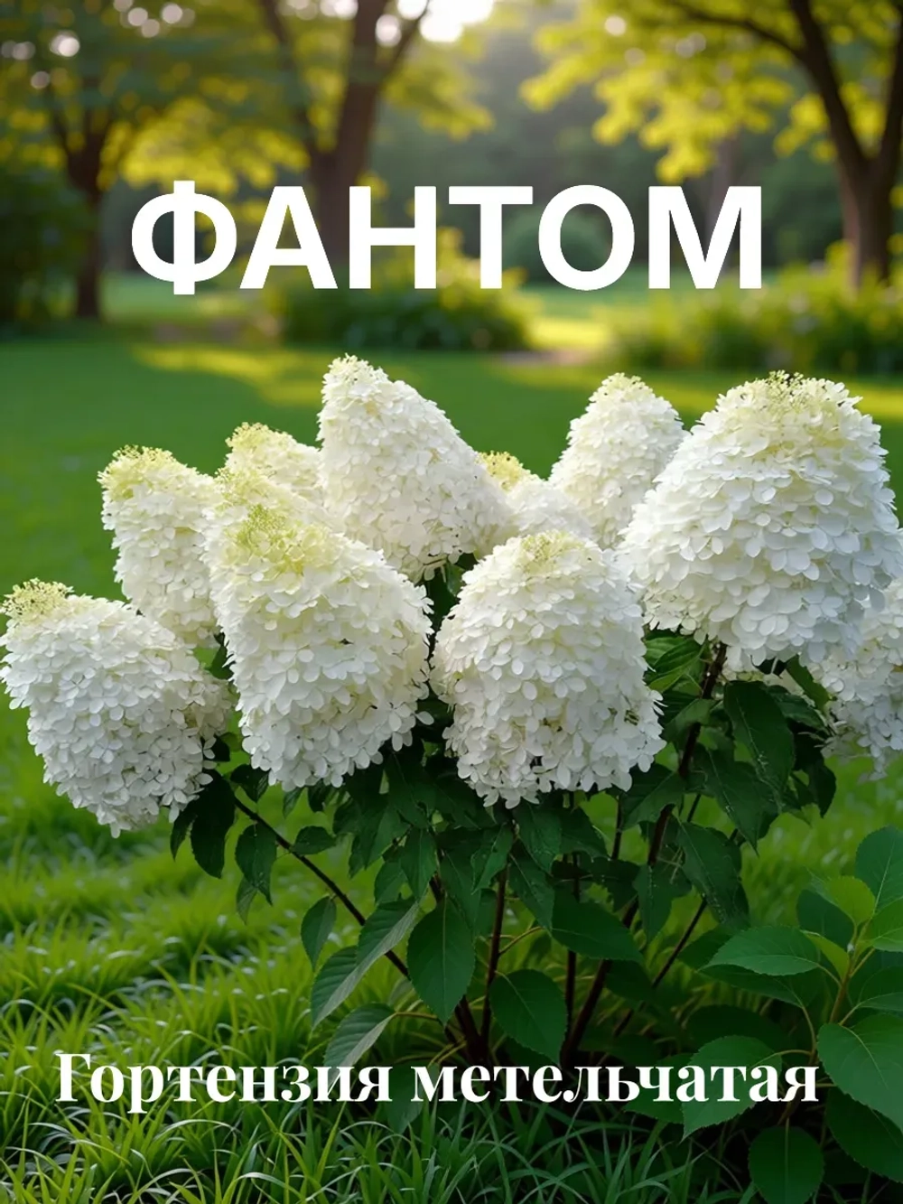 Фантом гортензия метельчатая