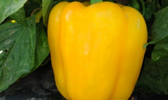 Абей F1 семена перца сладкого (Enza Zaden / Энза Заден)