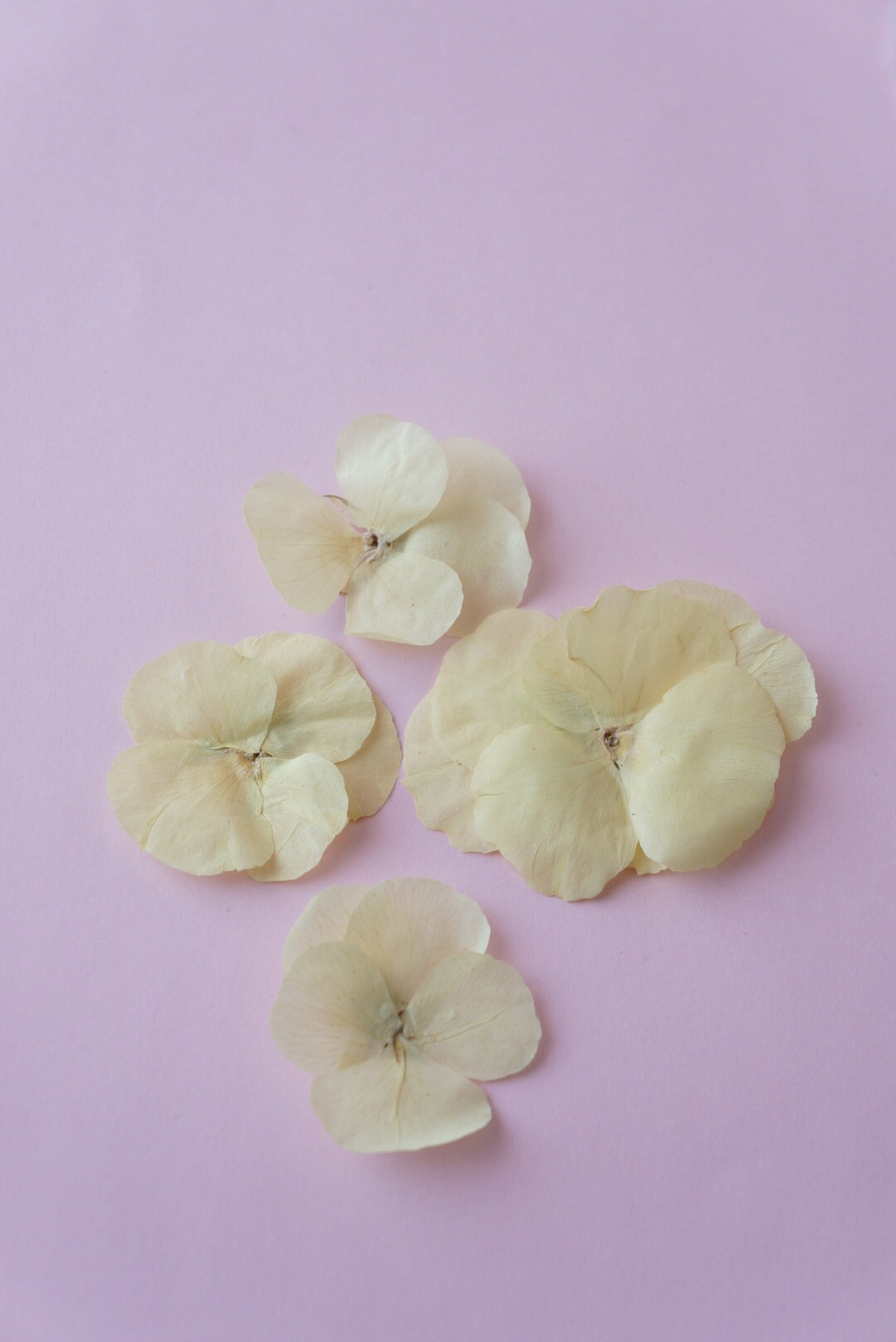 Цветок Виола Солнечный рай 5 шт