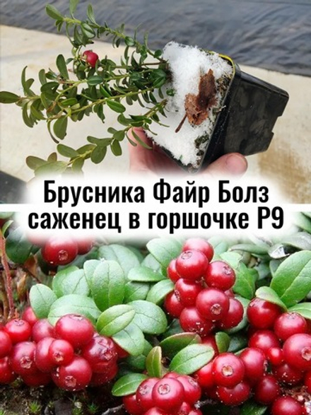 Брусника Файрболз ягоды многолетний саженец в контейнере Р9