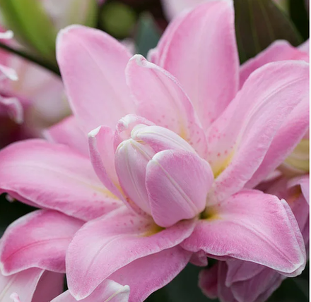 Лилия Акколейд луковица март 2026