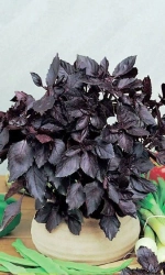 Семена Базилик Ред Рубин 0,25гр (УД) Е/П