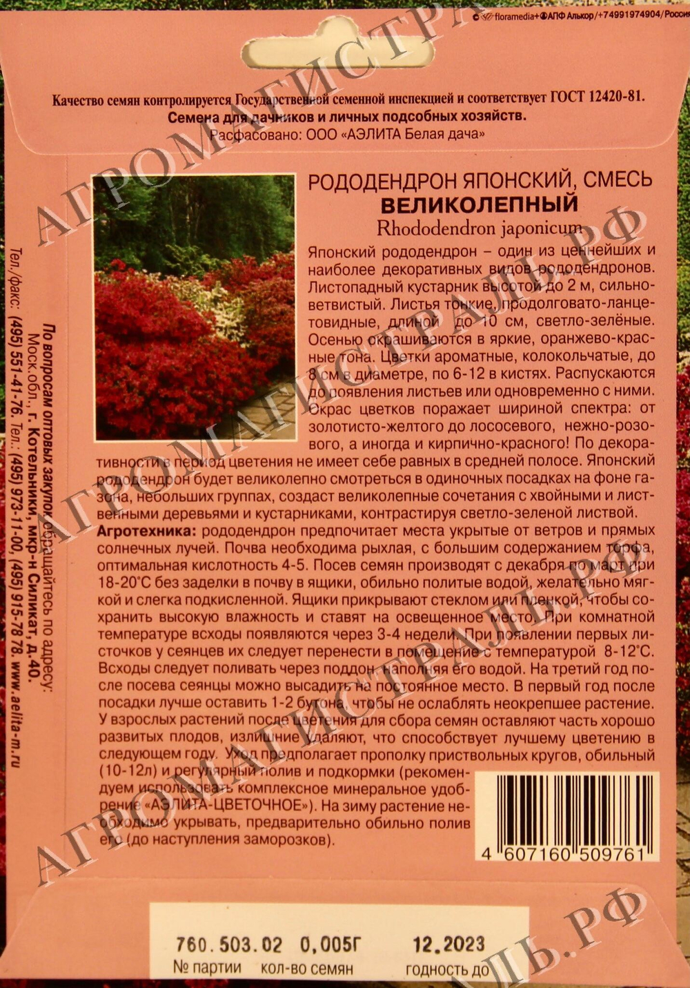 Рододендрон Великолепный японский Аэлита Экстра Ц