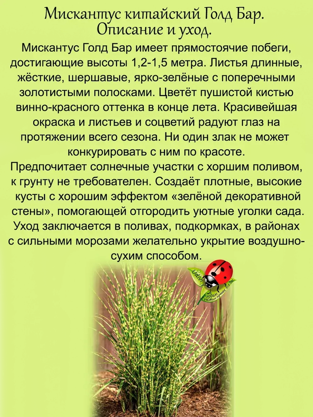 Злак Мискантус китайский Голд Бар