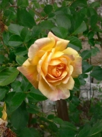 Роза плетистая Мишка