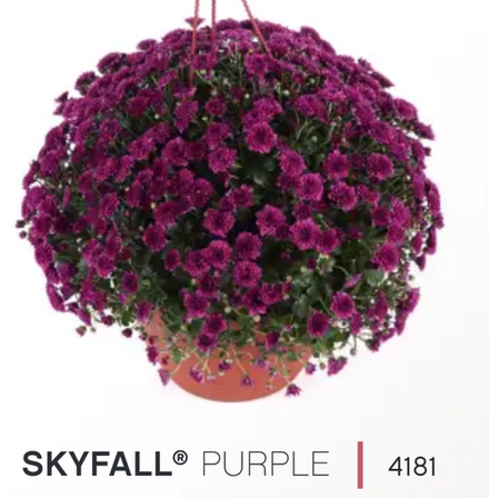 ЕВРО Хризантема мультифлора ампельная Skyfall Purple ОКС укорененный черенок конец марта - апрель