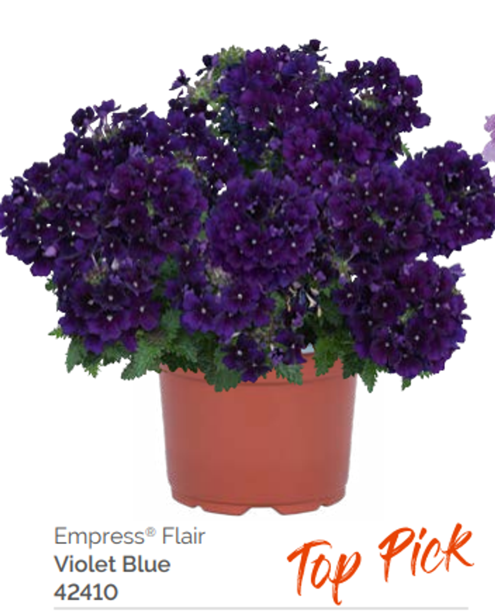 Вербена Empress Flair Violet Blue укорененный черенок ОКС февраль 26 Dummen Orange