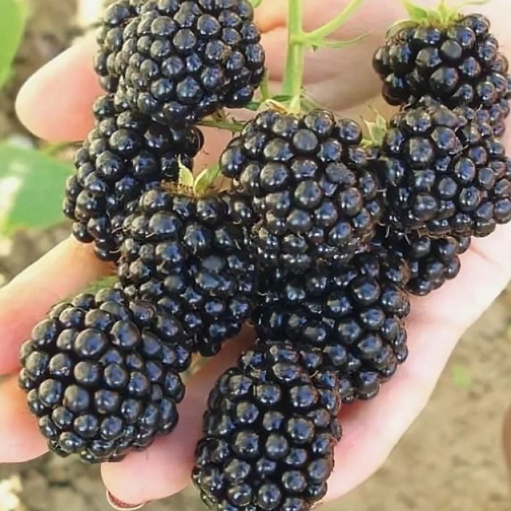 Ежевика Лохтей Ежевика Лохтей