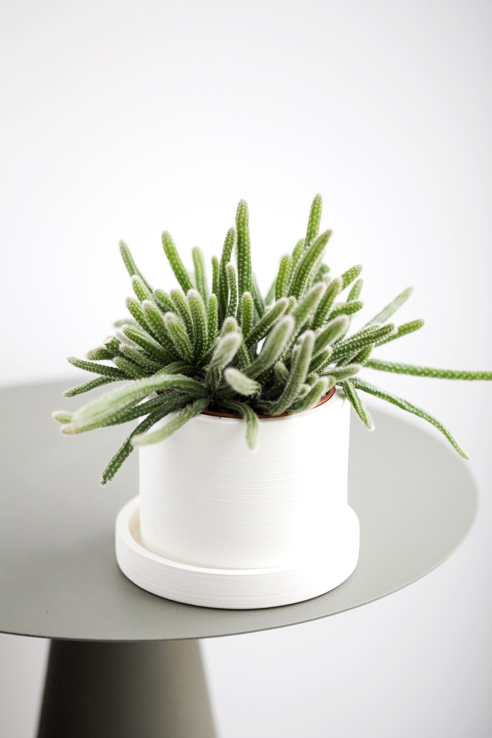 Рипсалис диаметром 8 см