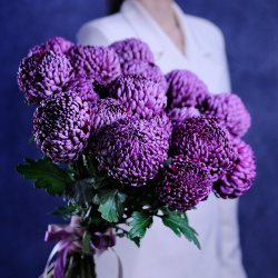 Букет премиальных хризантем Bigoudi Purple