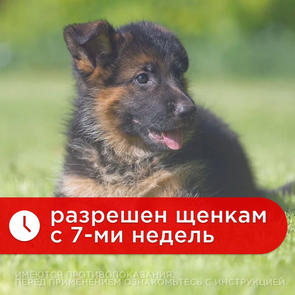 Капли от блох, клещей, глистов и гельминтов Neoterica Inspector(Инспектор) Quadro С Капли для собак 4-10 кг, 1 пипетка