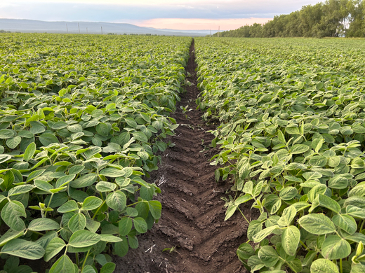 Соя сорт "Топаз" РС-2