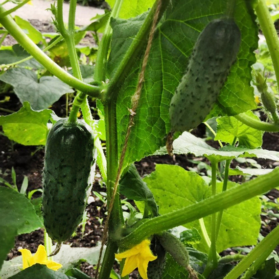 4097 F1 семена огурца партенокарпического (Seminis / Семинис) культура – фото 4