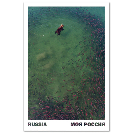 Медведь и лососи. Курильское озеро, Камчатка