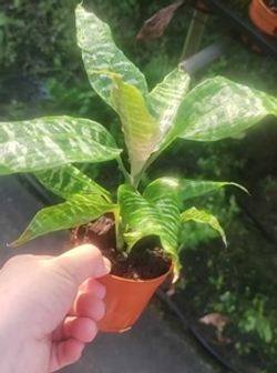 Драцена Goldieana д.9