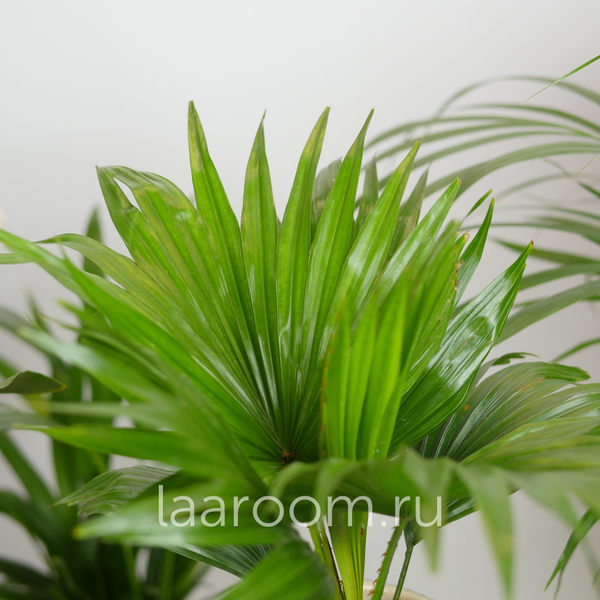 Ливистона Ротундифолия 12/40