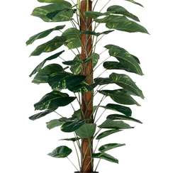 Диффенбахия высота 152 см