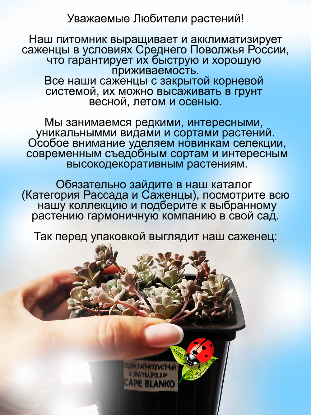 Седум Белая мантия Кейп Бланко лапчатолистный