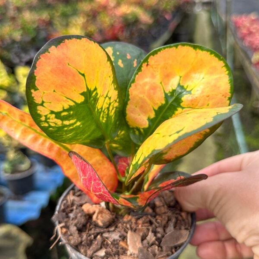 Кротон GIANT TANG HU
